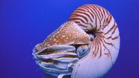 9 hewan laut tertua di dunia ini masih hidup sampai sekarang 06d224b