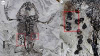 fosil katak purba dengan ratusan telur di perutnya ditemukan 3c4d03a