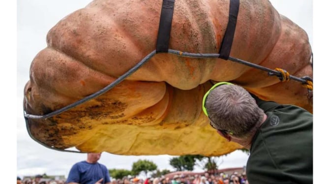 pria ini berhasil tanam labu terbesar di dunia beratnya seribu kilogram 03175fd