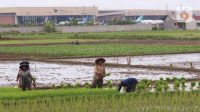 musim penghujan telat produksi beras indonesia turun 500 ribu ton 53250be