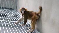 retro monyet kloningan china yang berhasil hidup selama 2 tahun 625c638