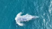 terekam kamera ini penampakan paus paling langka di dunia 179d8a0